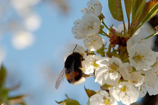 A macro image of a bumblebee drinking nectar from a cherry blossom.
