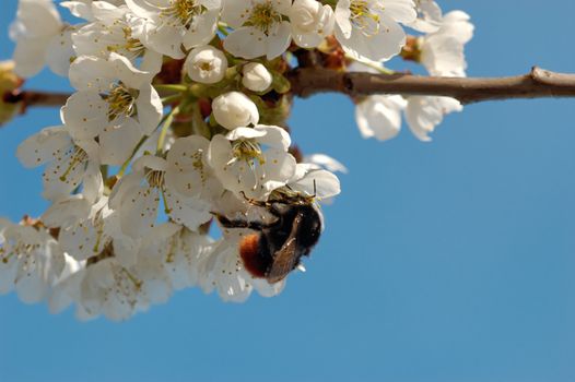 A macro image of a bumblebee drinking nectar from a cherry blossom. Shallow DOF with focus on the insect's eye and antennae
