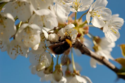 A macro image of a bumblebee drinking nectar from a cherry blossom. Shallow DOF with focus on the insect's eye and antennae
