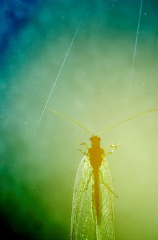 An abstract macro image of a lacewing on a nebula-coloured backdrop of stars and comets
