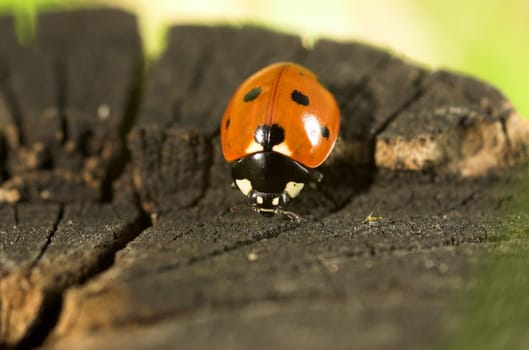 Macro image of a ladybird on a tree stump
