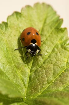 Macro image of a ladybird on a blackcurrant leaf
