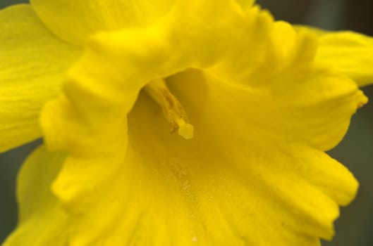 A close-up of a daffodil flower
