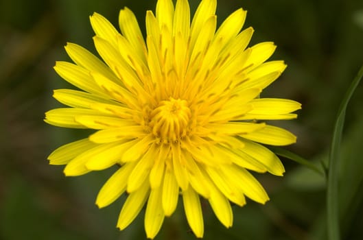 A close-up image of a dandelion flower, taken from top.
