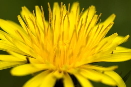 A close-up image of a dandelion flower, taken from side.
