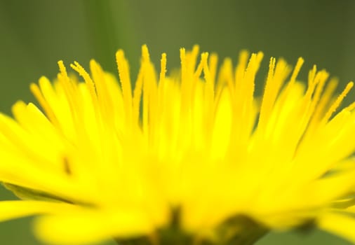 A close-up image of a dandelion flower, taken from side.
