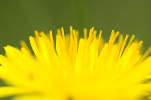 A close-up image of a dandelion flower, taken from side.
