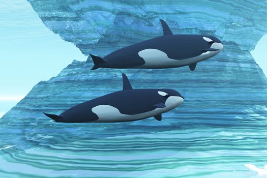 Two killer whales swim around submerged icebergs.