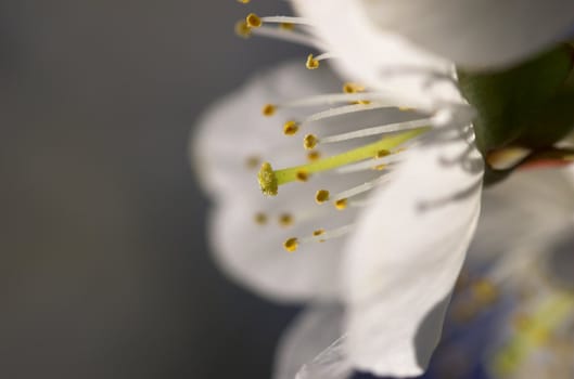 A macro image of a cherry blossom, lit by the setting sun
