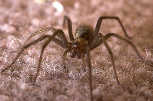 A large travelling spider, poised for attack
