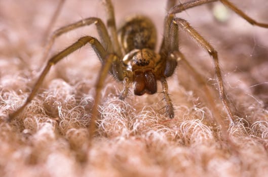 A large spider with all eigth eyes boring into you.
