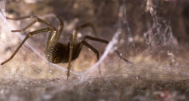 A spider, sitting in its cobwebbed den
