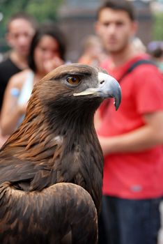 beautiful adult brown eagle side view portrait