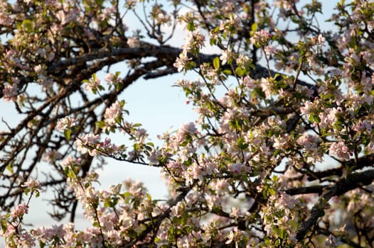 Apple tree in pink bloom
