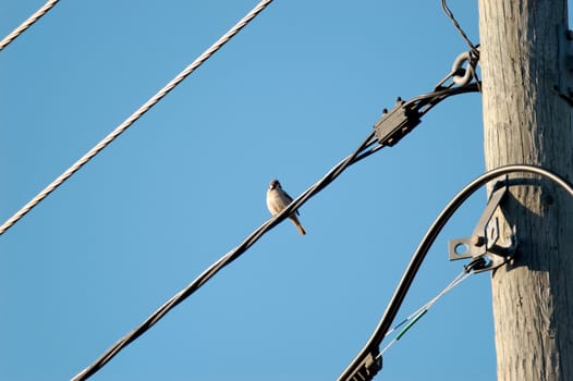 A single sparrow on a power line wire.
