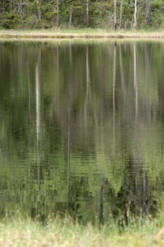 Trees reflecting in a forest lake
