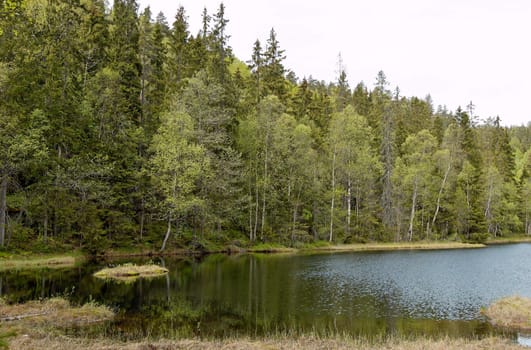 A forest lake with a small floating island. Summer in Norway.
