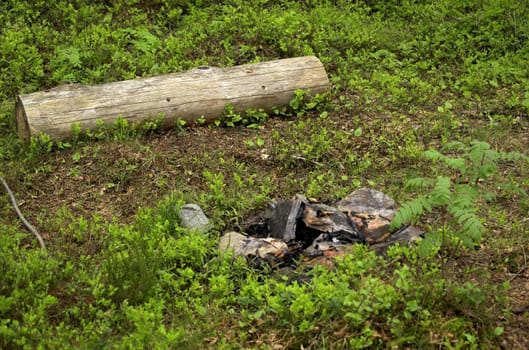 An extinguished campfire and a log on green forest undergrowth
