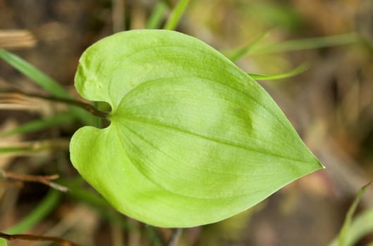 A heart-shaped leaf on the forest floor
