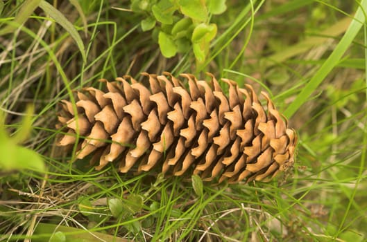 A fir cone, lying on the grass
