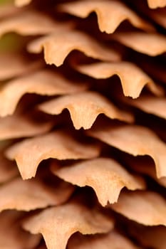 Macro patterns of a fir cone. Shallow DOF with focus on the central shell.
