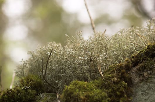 A macro image of white lichen living on a rock
