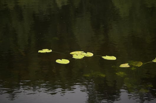 A cluster of waterlily leaves on dark water surface
