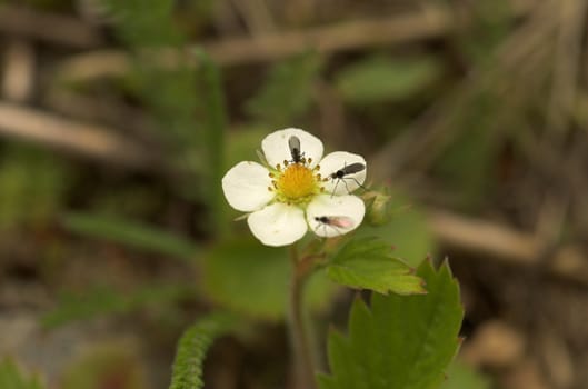 Three small flies sitting on a wild strawberry flower, each occupying its own petal.
