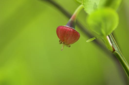 A macro shot of a red wild blueberry flower on green background
