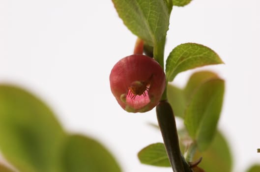 A macro shot of a red wild blueberry flower from below, against light background
