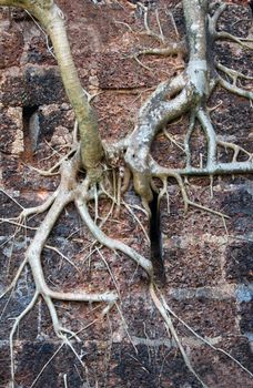 roots on the wall 