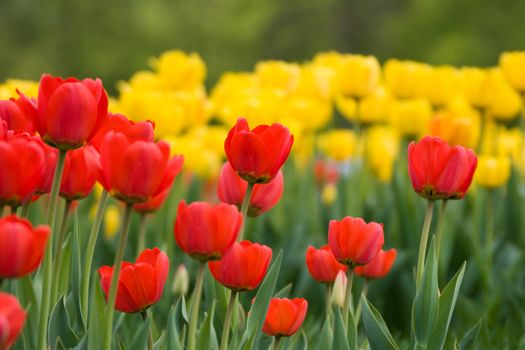 Tulips
