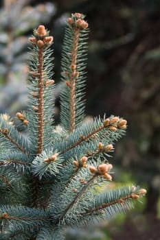 fur-tree