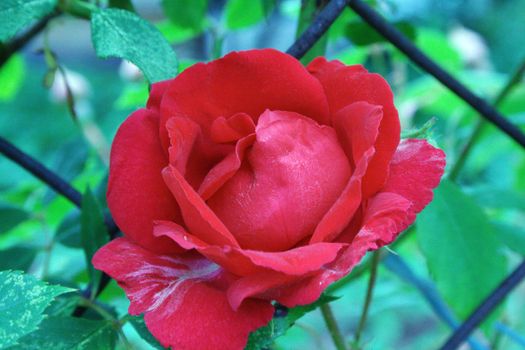 Red rose on a background of a grid