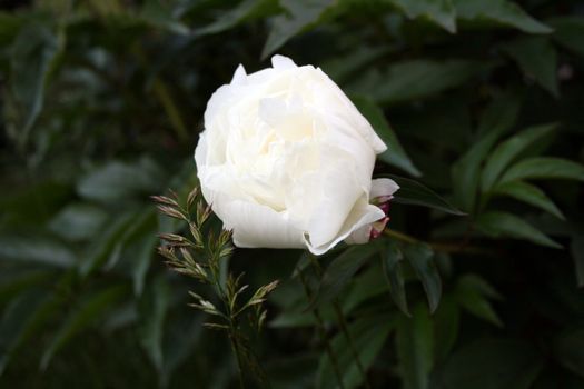 Decorative flower growing on a bed