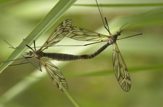 Two mating craneflies with the focus on the larger female insect
