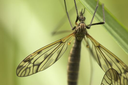 A mosquito-like insect - cranefly. Focus is on the wing and the back of the insect.
