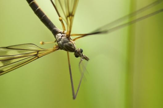 A mosquito-like insect - cranefly. The focus is on the eyes.
