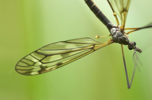 A mosquito-like insect - cranefly. Focus is on the wing and the eyes.
