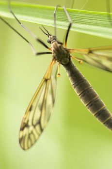 A mosquito-like insect - cranefly. Focus is on the eyes and the sides of the abdomen.
