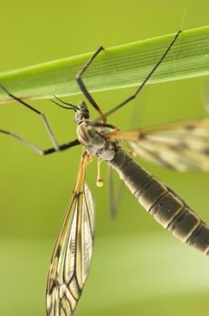 A mosquito-like insect - cranefly. Focus is on the eye and a part of the wing
