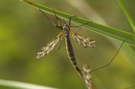 A mating female cranefly on a grass straw
