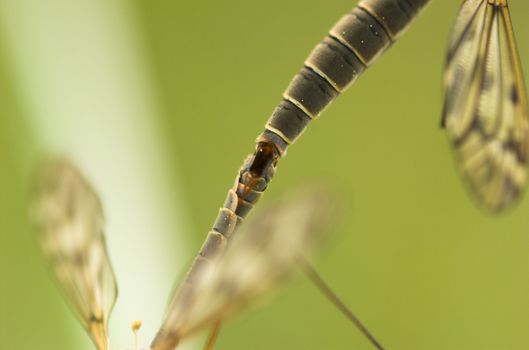 The abdomen part of two mating craneflies
