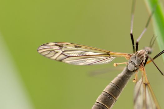 A mosquito-like insect - cranefly. Focus is on a part of the wing and the back of the insect.
