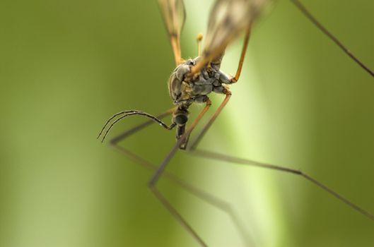 A mosquito-like insect - cranefly. 
