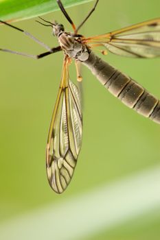 A mosquito-like insect - cranefly. Focus is on the wing.
