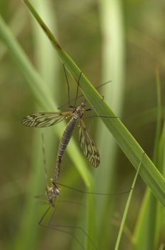 Two mating craneflies on a grass straw.
