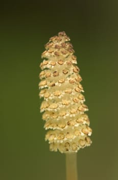 A macro image of the spore tip of the Horsetail plant
