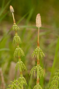 Two horsetail plants in their natural environment. Focus is on the left plant, which is further away.
