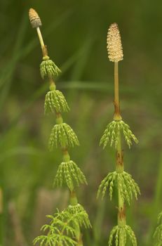 Two horsetail plants in their natural environment. Focus is on the right plant, which is closer to the camera.
